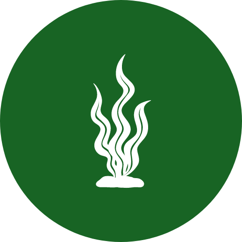 Kelp mixture icon
