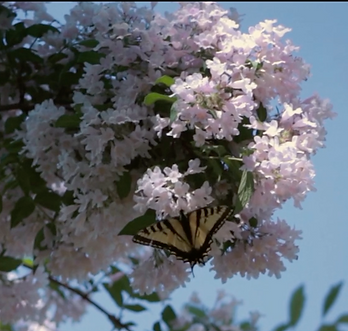 An Early Spring still _ butterfly.png