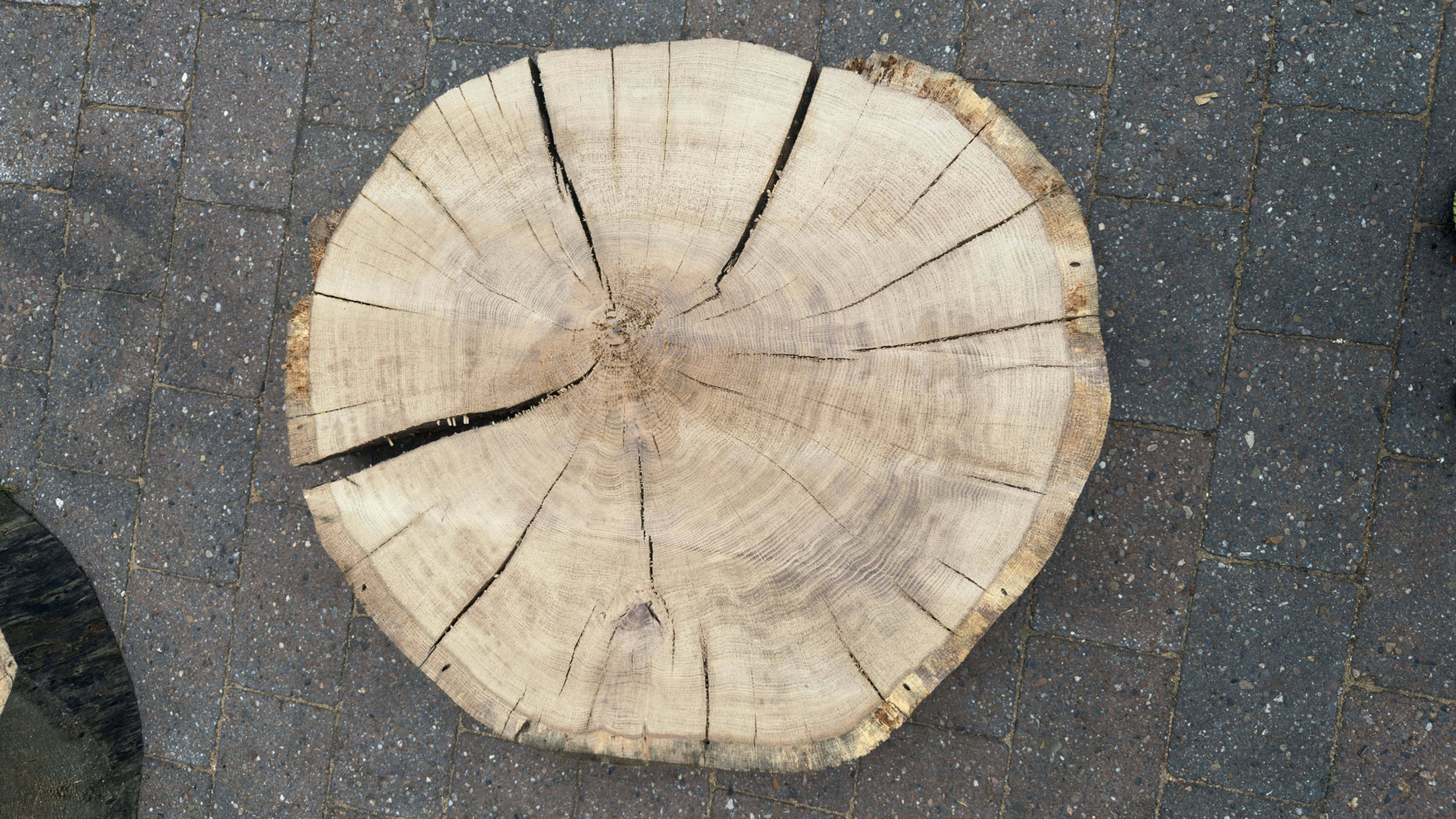 Eiche Baumscheibe ø 78 cm