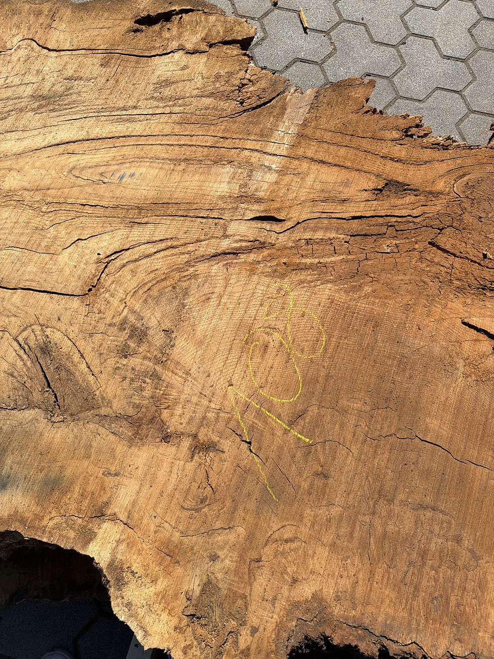 Miniaturbild: Eiche-Bohle 260704_B08