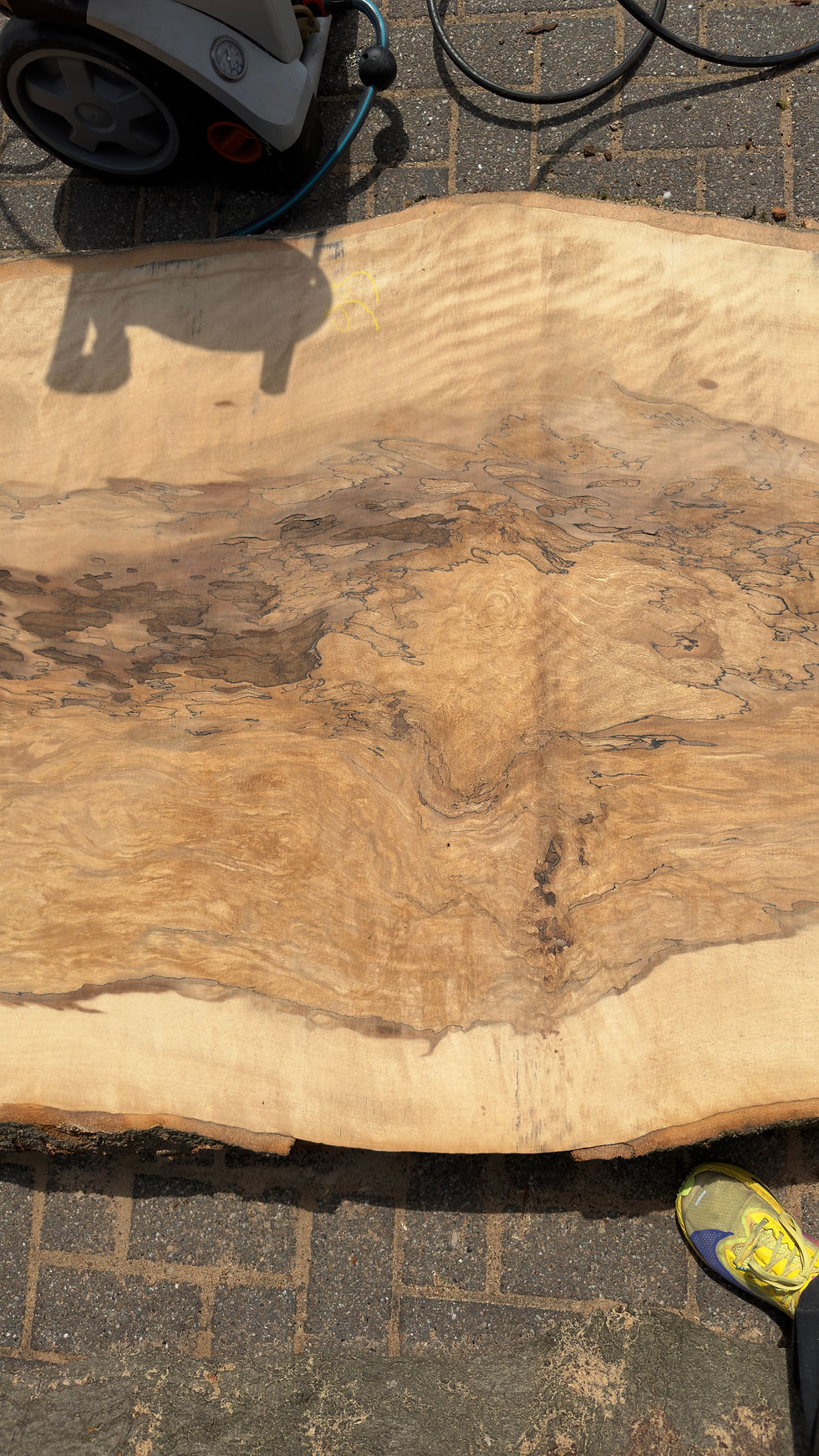 Miniaturbild: Buche 160626_B13 "Frischeinschnitt"