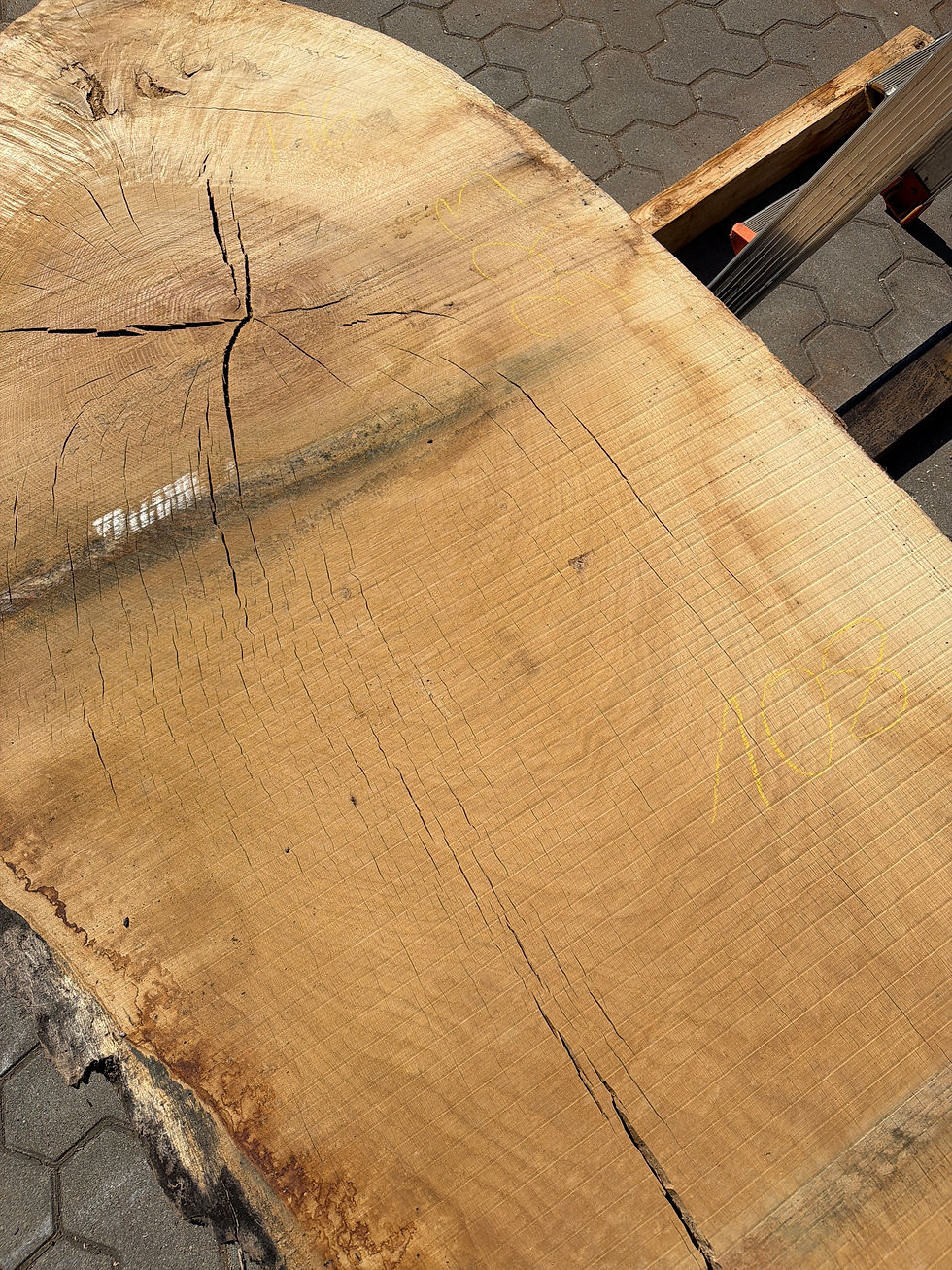 Miniaturbild: Eiche-Bohle 260804_B13