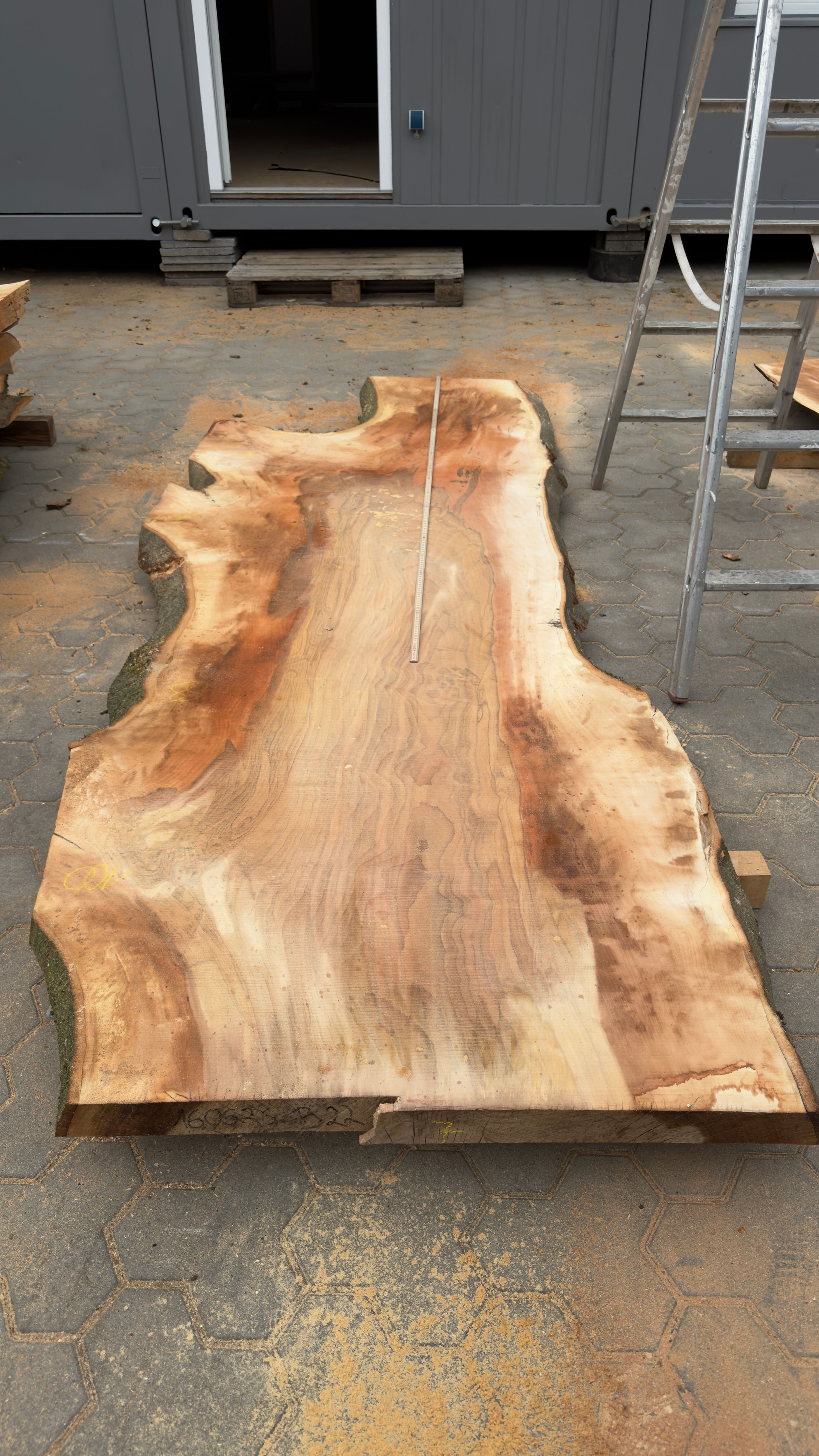 Buche 160626_B22 "Frischeinschnitt"