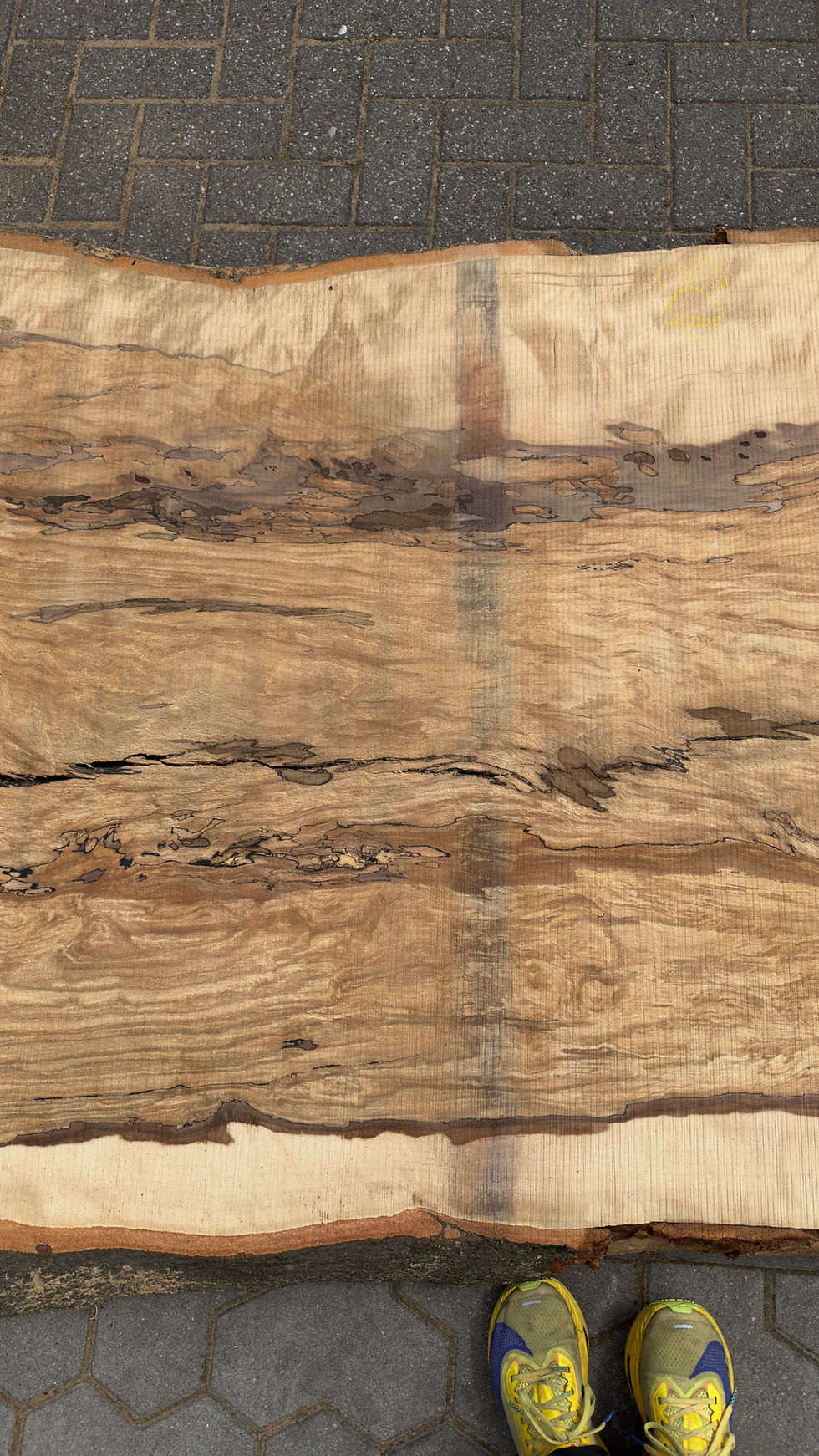 Miniaturbild: 160626_B06_Buche  "Frischeinschnitt"