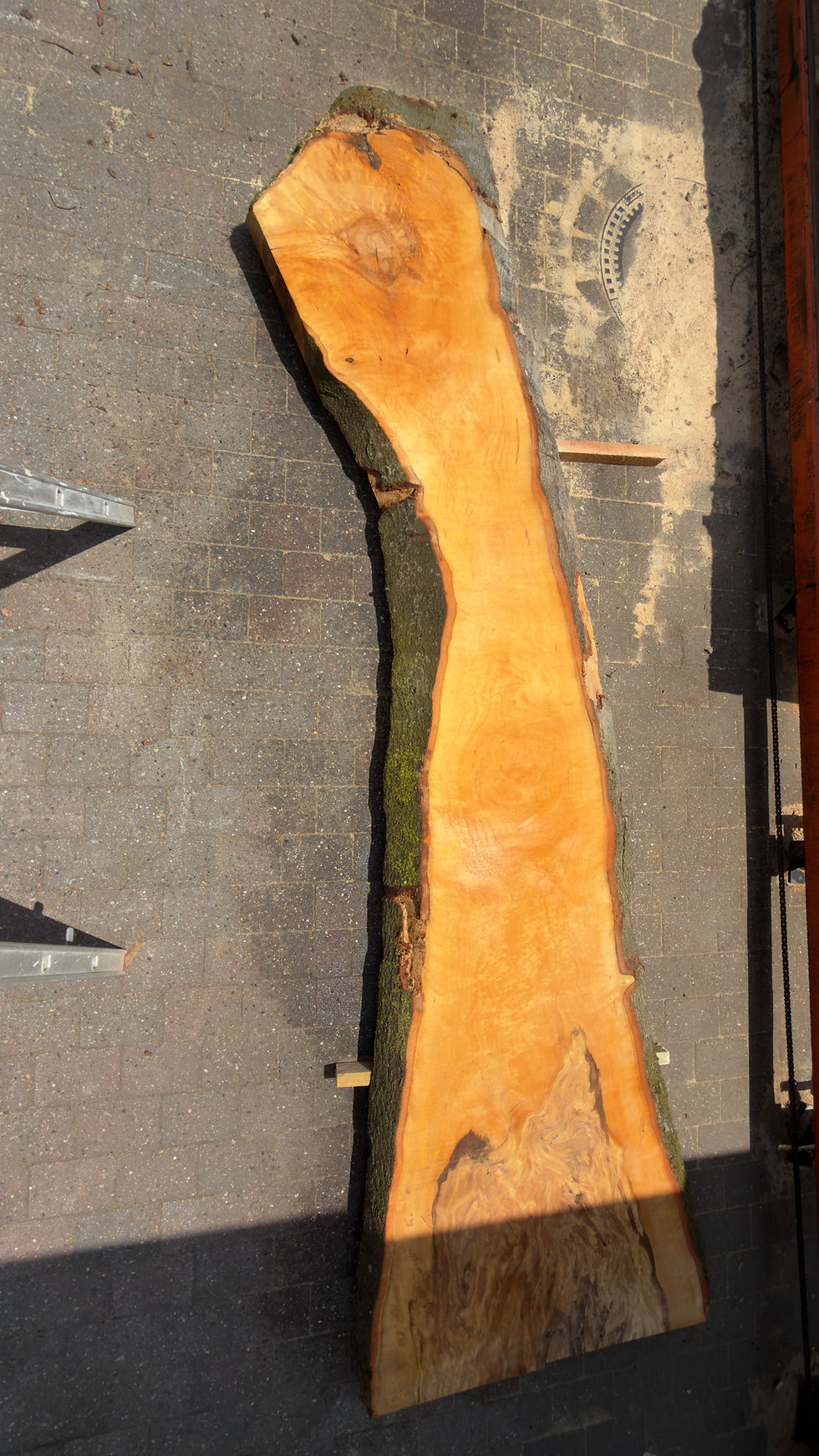 Miniaturbild: Buche 160626_B15 "Frischeinschnitt"