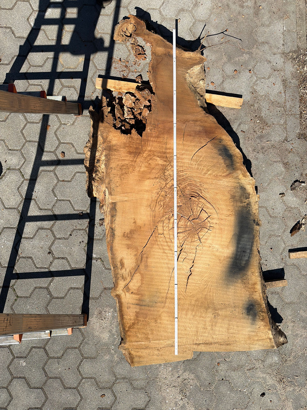 Miniaturbild: Eiche-Bohle 260704_B13