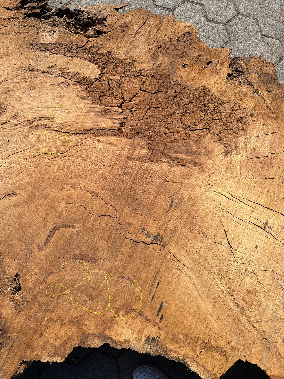 Miniaturbild: Eiche-Bohle 260704_B07