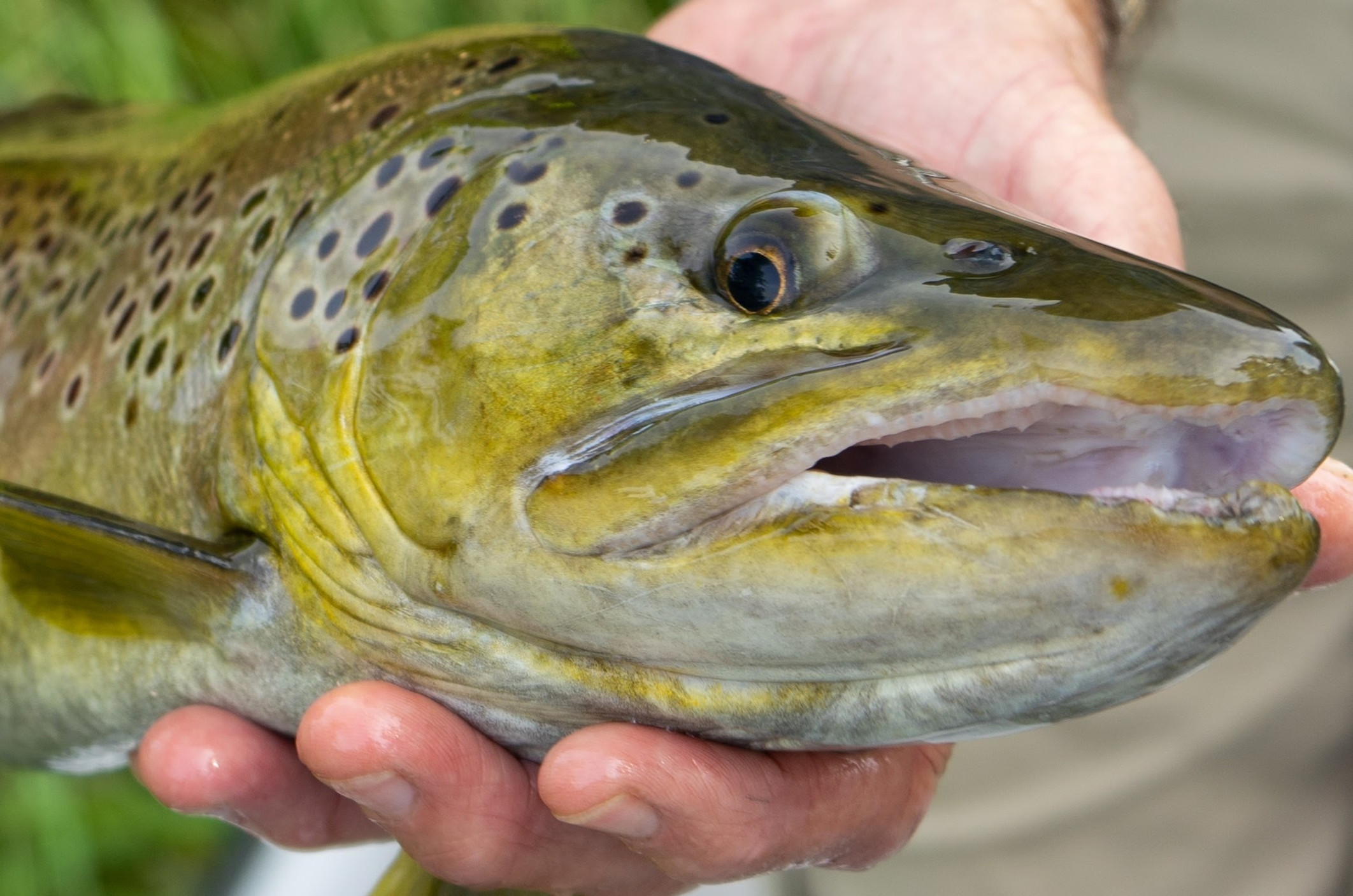 Spin Fishing Full Day