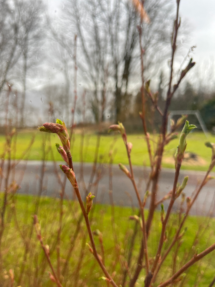 View of spring from my workshop at Messen