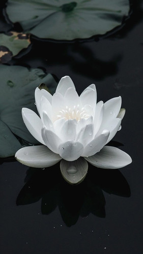 Pure White Lotus Absolute oil Huile Aethereal Nelumbo nucifera