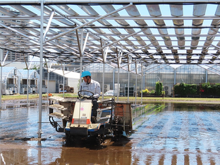 日本推進薄膜型鈣鈦礦農業應用,千葉大學展開水田農電共生實證