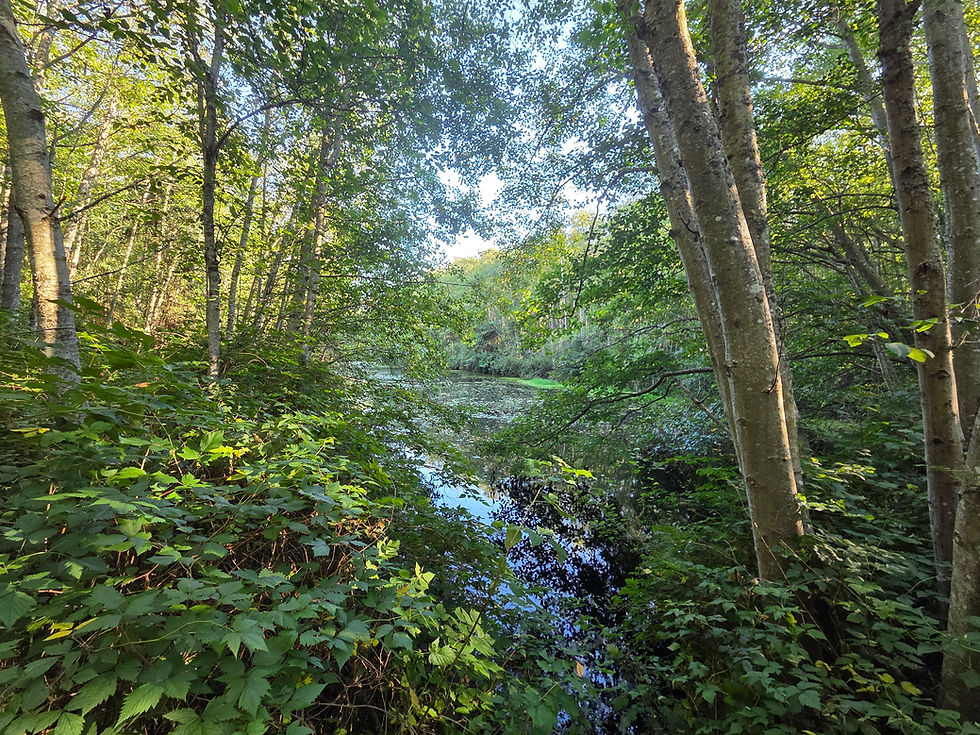 Long Pond, Semiahmoo Headlands Near trailhead entrance on Semiahmoo Drive. Threatened by City of Blaine Development and West Blaine UGA expansion