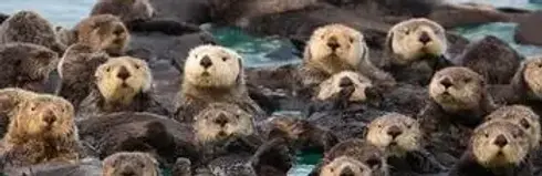 Otters in the Monterey Bay