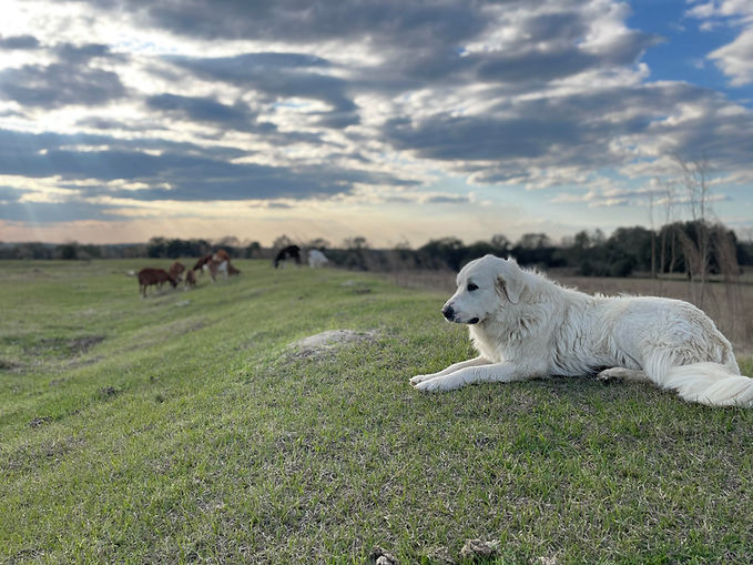 Internet service at a goat farm in Rural Florida
