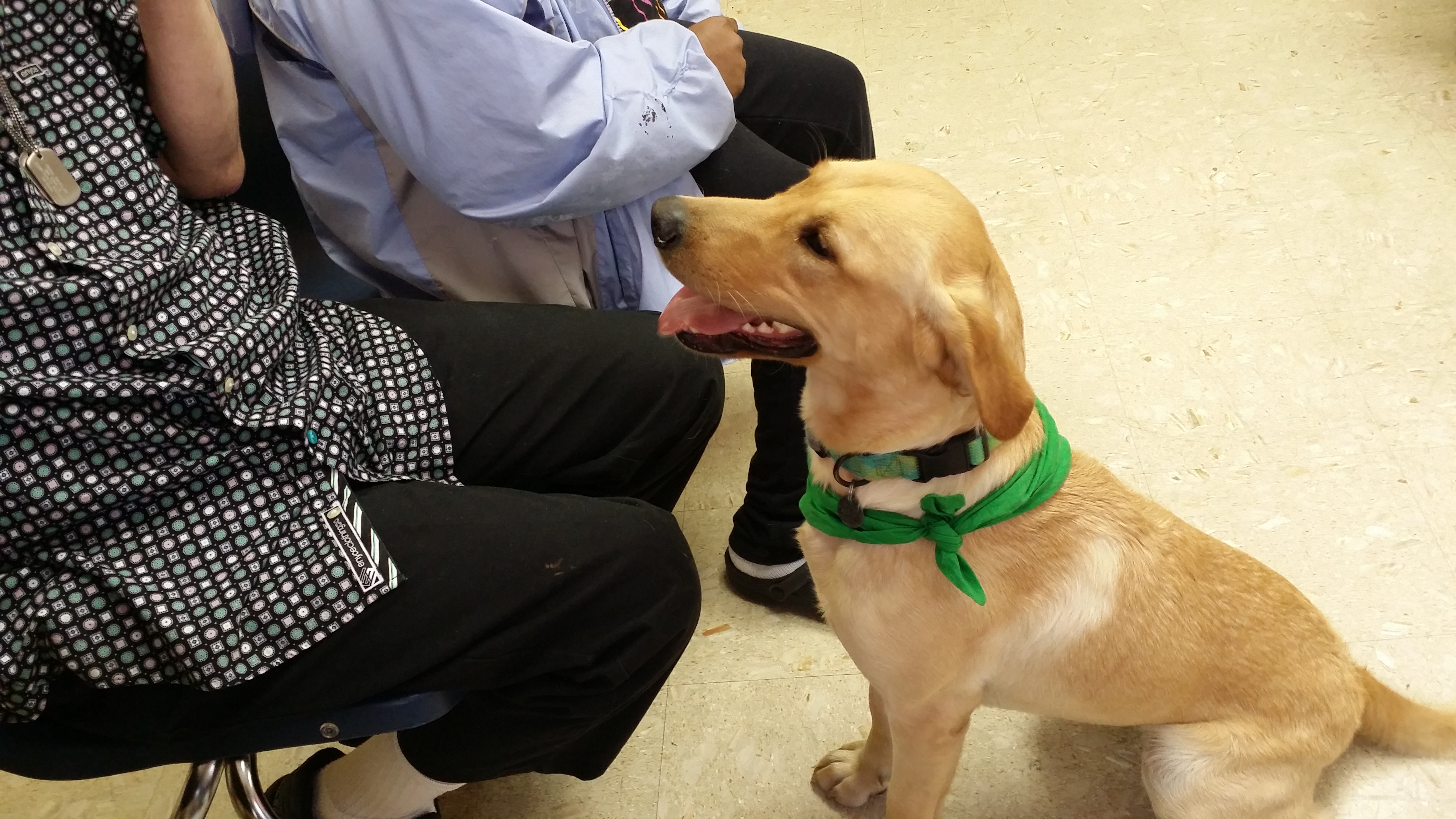 Therapy Dogs