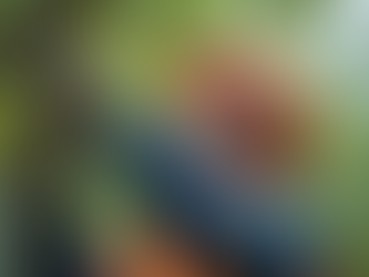 Tree Care Safety Measures You Should Know