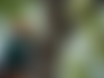 G's Tree Service LLC in Banner Elk: Comprehensive Tree Service in Banner Elk