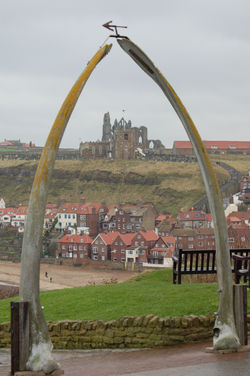 Whitby Whale Bones