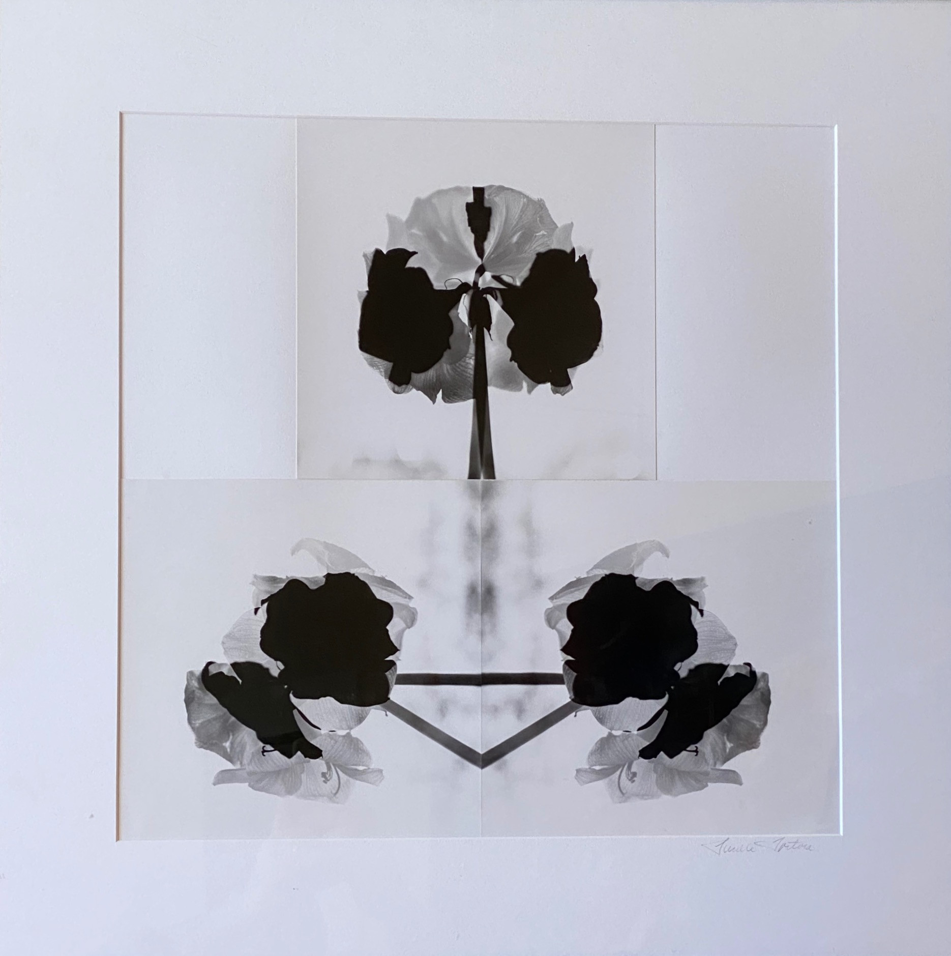 9. Peony, 1993. 26x26. Lucille Tortora