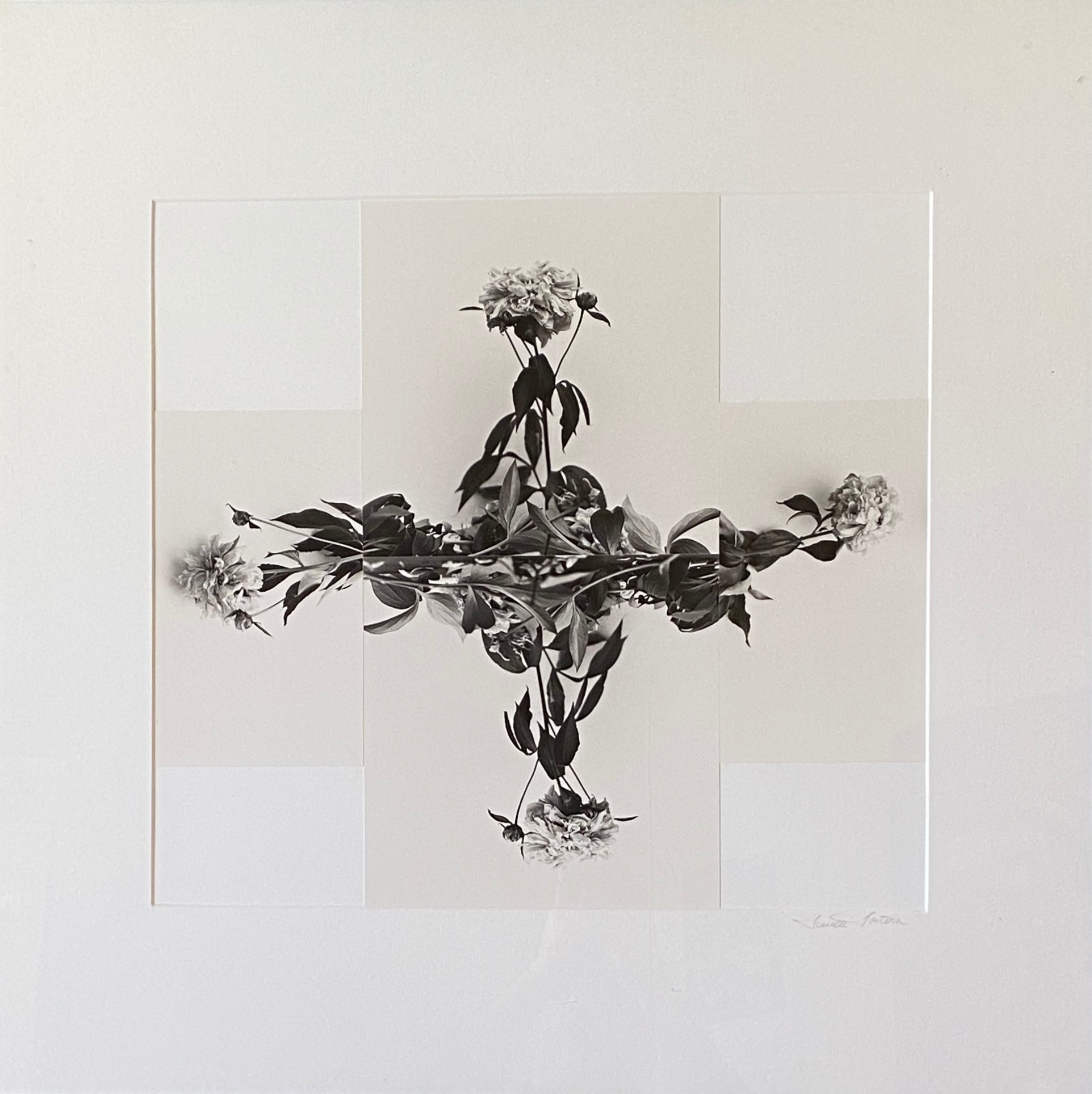 8. Peony 1993. 30x30. Lucille Tortora