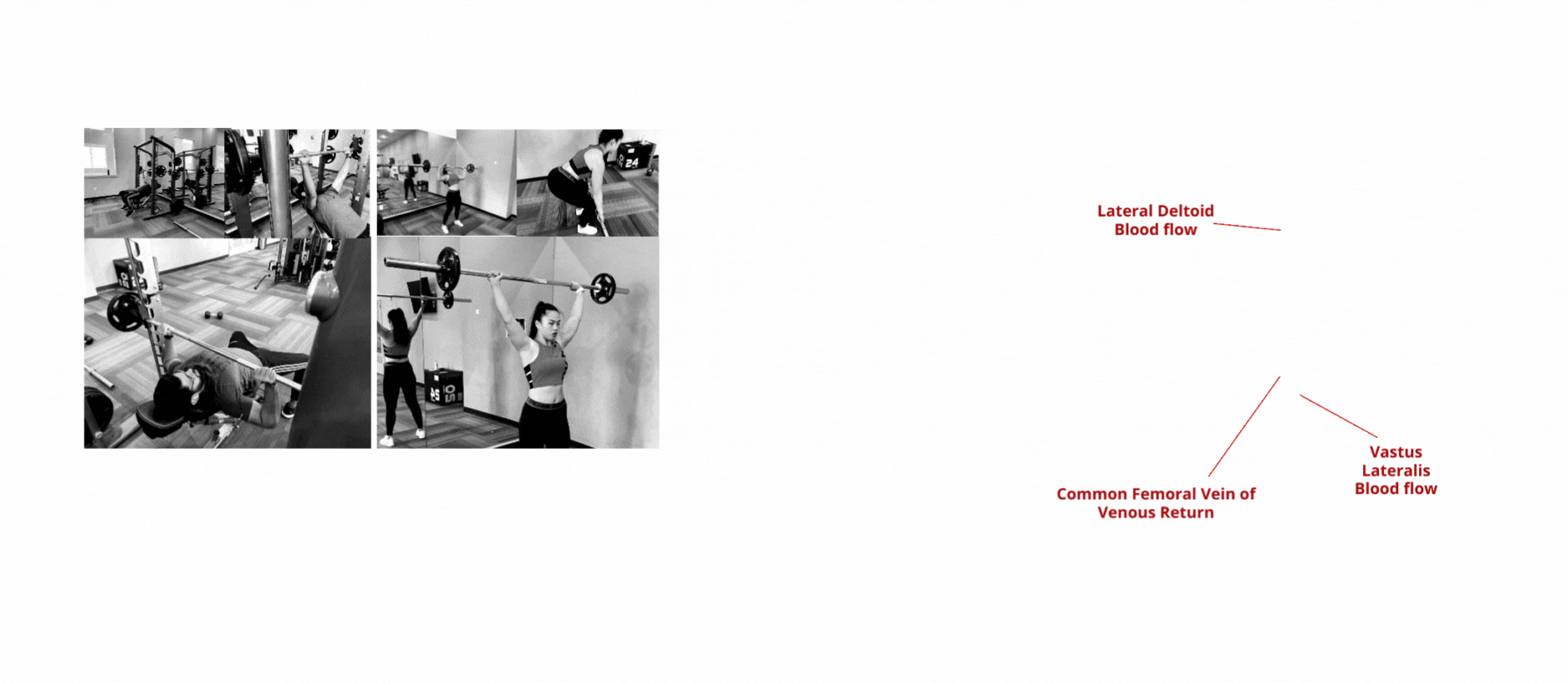 RCA Application portfolio .gif