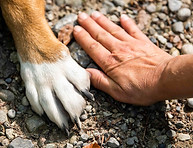 paw-7231300_1280.jpg