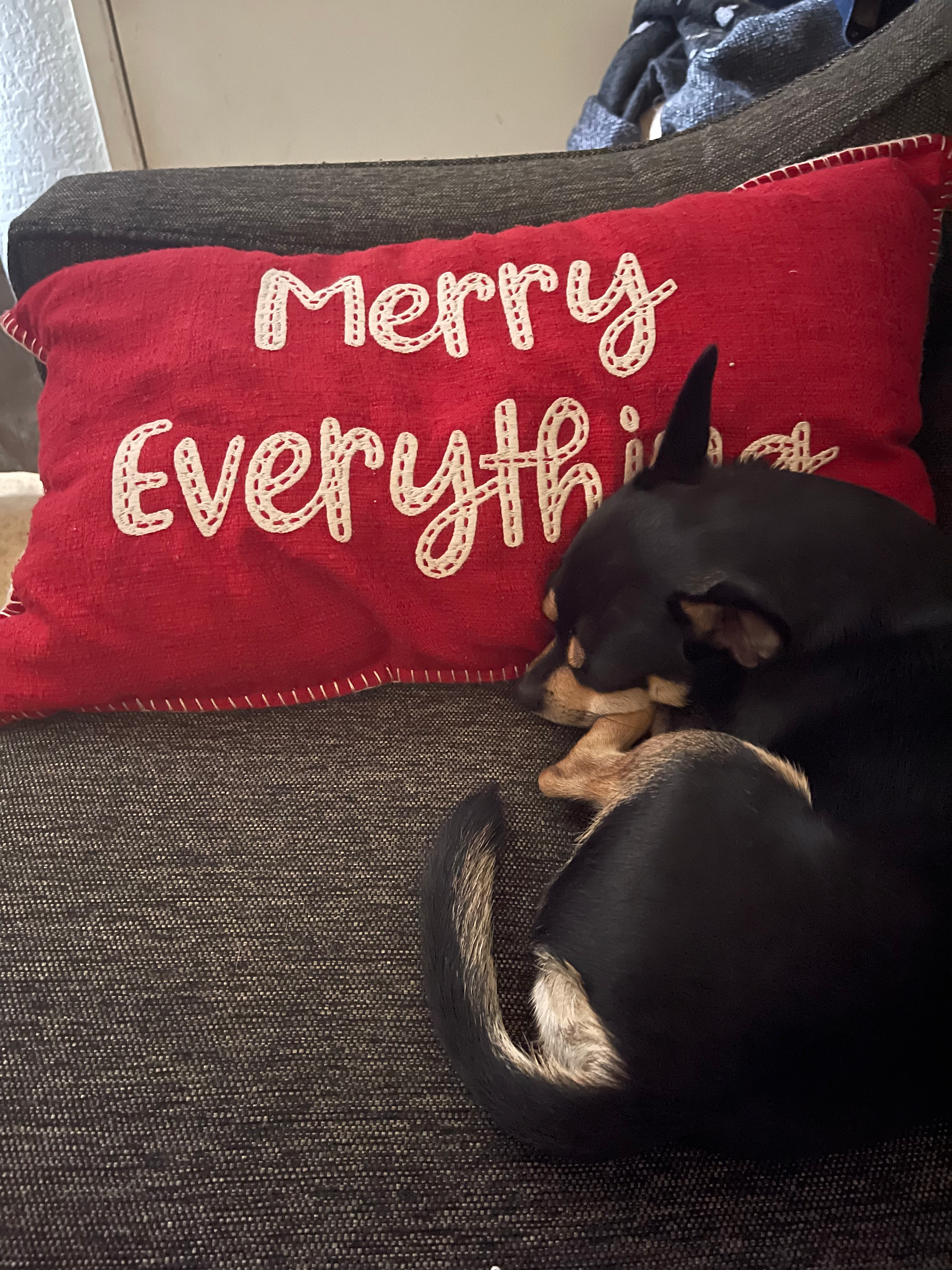 My cute ass dog :)