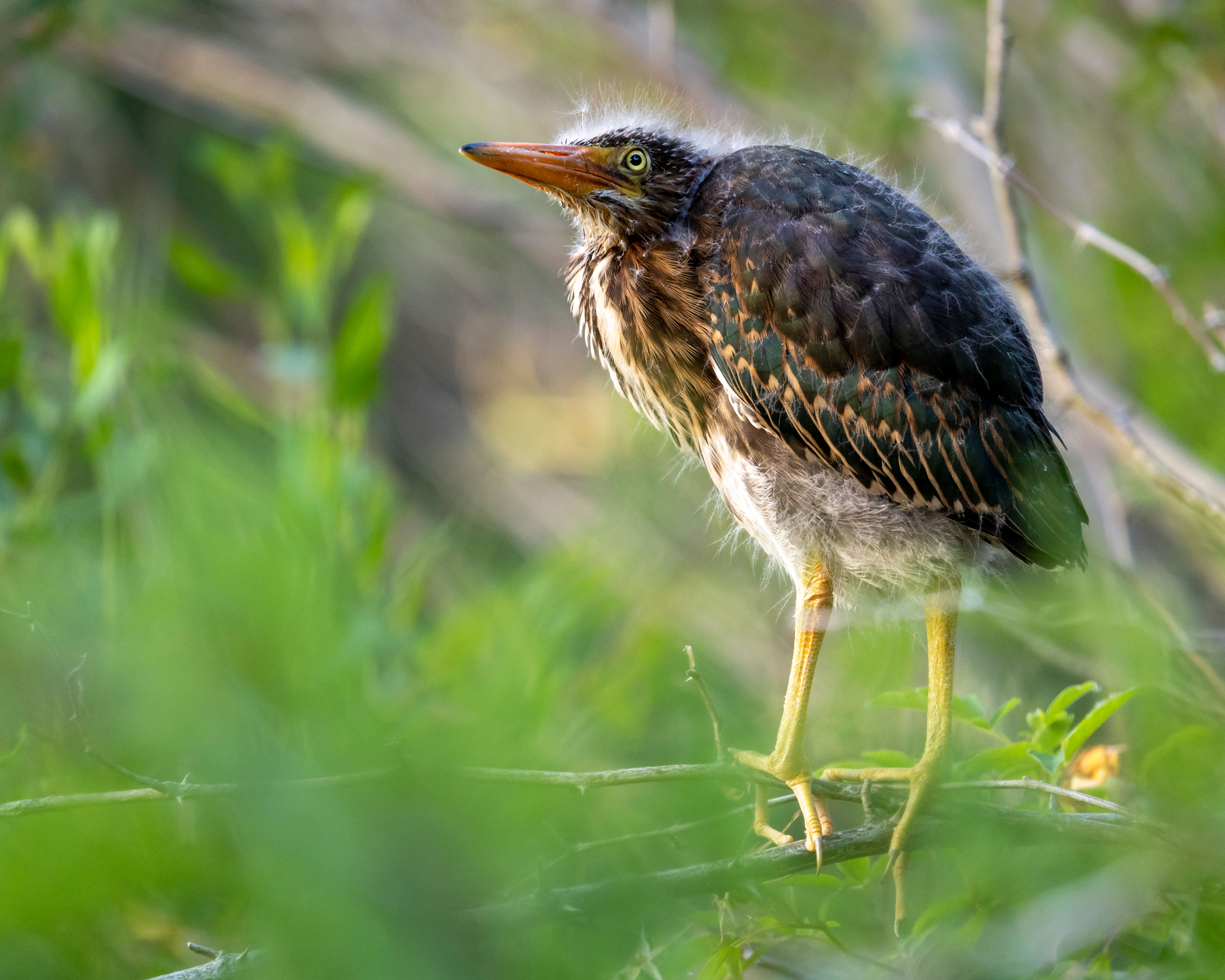 A Brave New World 28.5"x36"