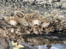 The GESAMP working group on biofouling holds its first meeting