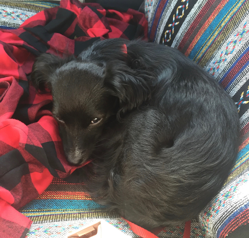 Boots coming home from the shelter; 2015