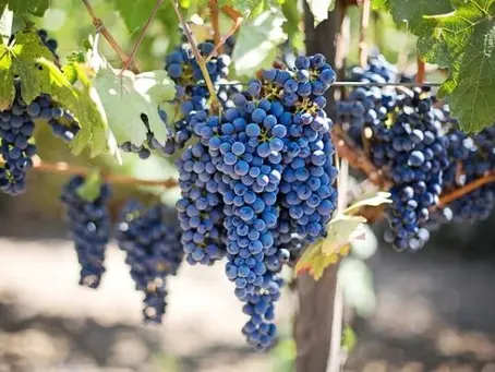 Le raisin noir est un fruit anti-rhumatismal, diurétique et anti-cholestérol.