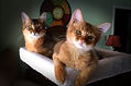 Testimonial-MaxandAby.jpg