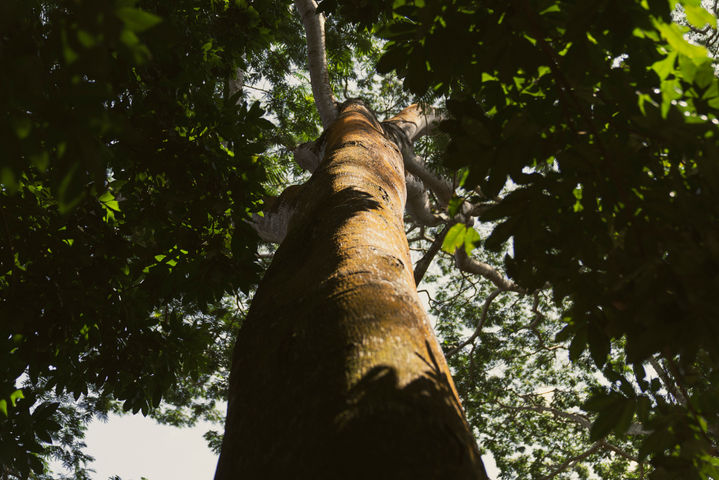 Tronc d’arbre et feuillage tropical photographiés en forêt à l’Île Maurice