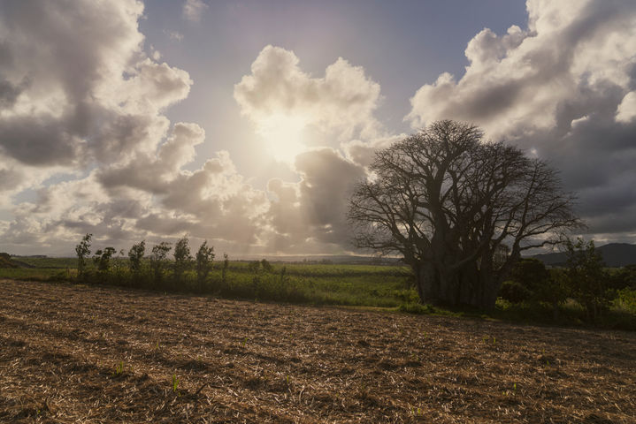 Grand arbre isolé dans un paysage rural mauricien, reportage photo Studio Bergoend