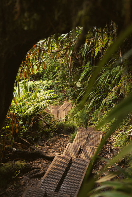 Chemin en bois traversant une végétation dense et tropicale à La Réunion
