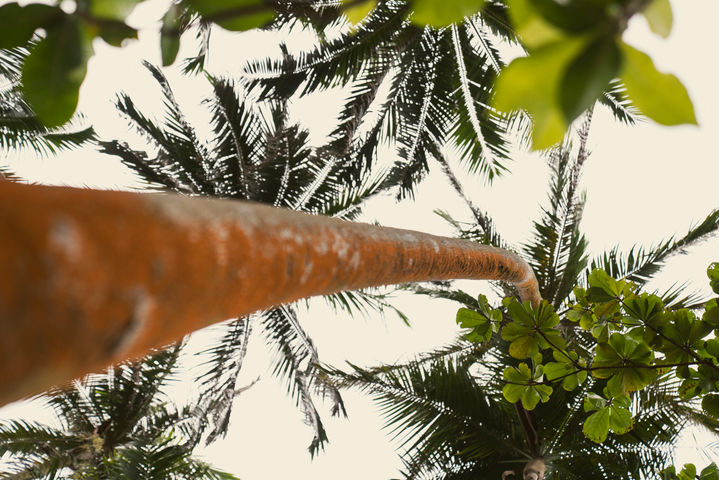 Palmier tropical photographié en contre-plongée à La Réunion