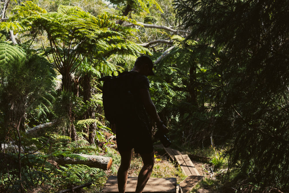 Randonneur sur un sentier entouré de fougères géantes