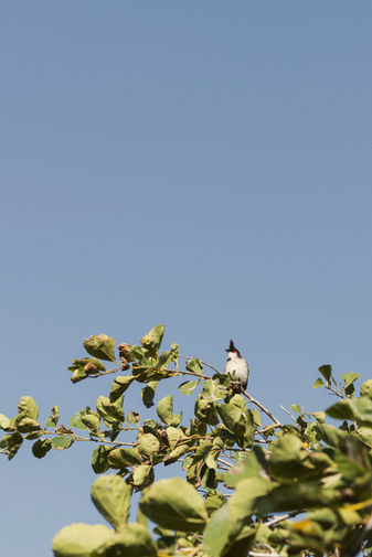 Oiseau tropical posé sur une branche sous le ciel bleu à l’Île Maurice, photographie de nature en voyage