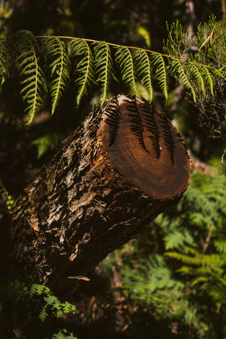 Détail d’un tronc coupé recouvert de fougères en forêt réunionnaise