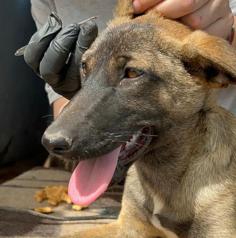 WhatsApp Image 2026-02-08 at 16.25.11 (2).jpeg