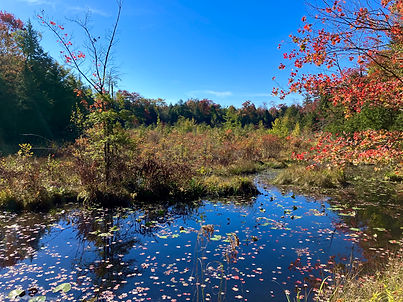 Floating Fen October 2025 (2).jpg