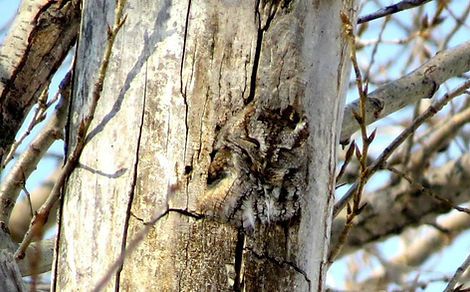 screech owl_K&D_Skrzynski.jpeg