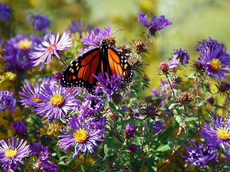 Monarch butterfly on purple aster
