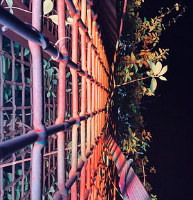photograph of a metal grate from the ground pointing up into the night sky. Above are vines growing that glow from the lower lights.
