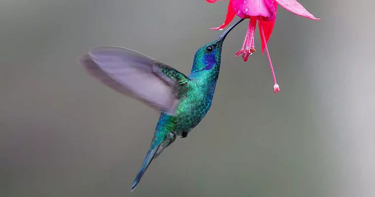 ree