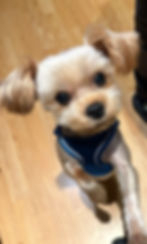 Photo © Valentina Corcoran