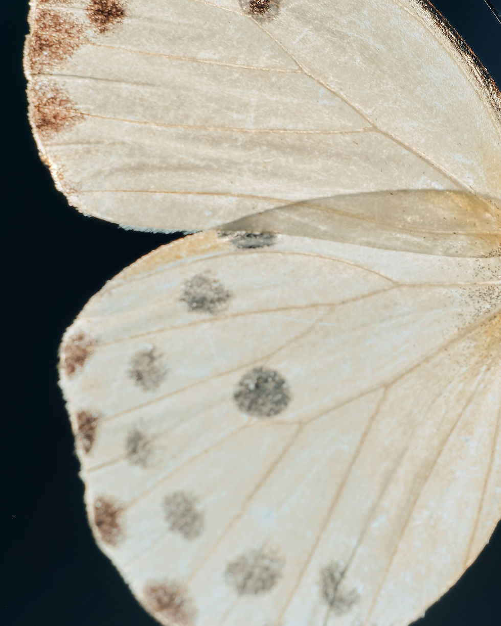 Close-up of a white butterfly wing with spots