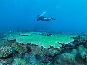 3 Common worries for the first time of Scuba Diving
