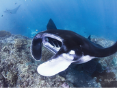 What I Wish I Knew Before My First Dive in Bali