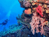 What Affects Scuba Diving Prices? A Guide to Budgeting for Your Next Dive